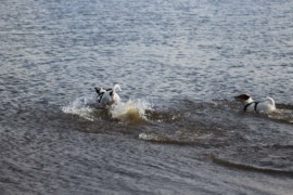 IMG 0357